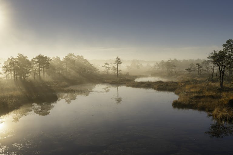Brume sur un paysage d’eau et d’arbres — un lieu pour soi, à partager sur Les bons mots du web