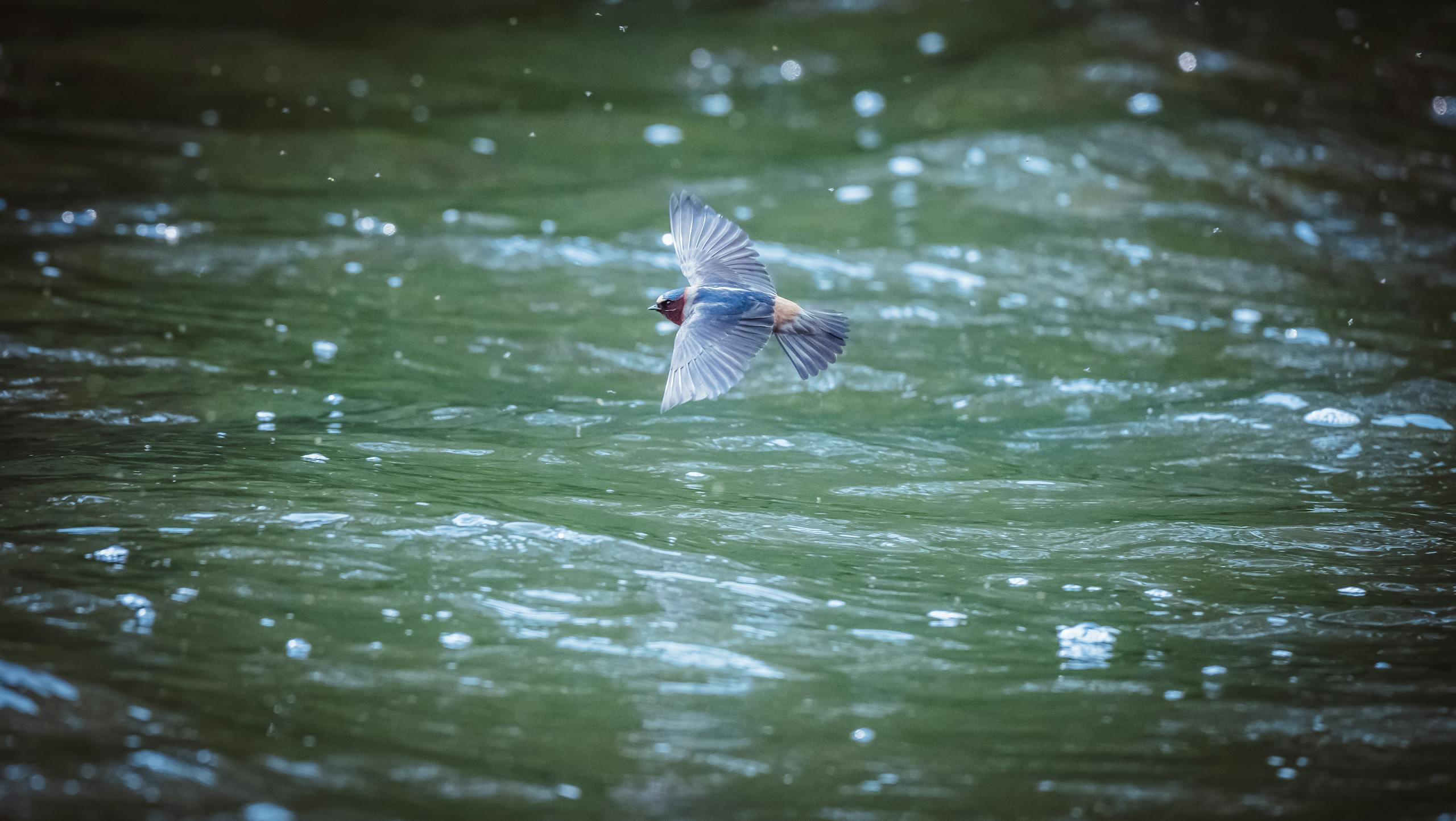 Vol d’hirondelle au-dessus de l’eau calme, évoquant la légèreté et la fugacité captées dans le haïku « Buissons assoupis, perles de sel sur la peau, vol d’hirondelle »