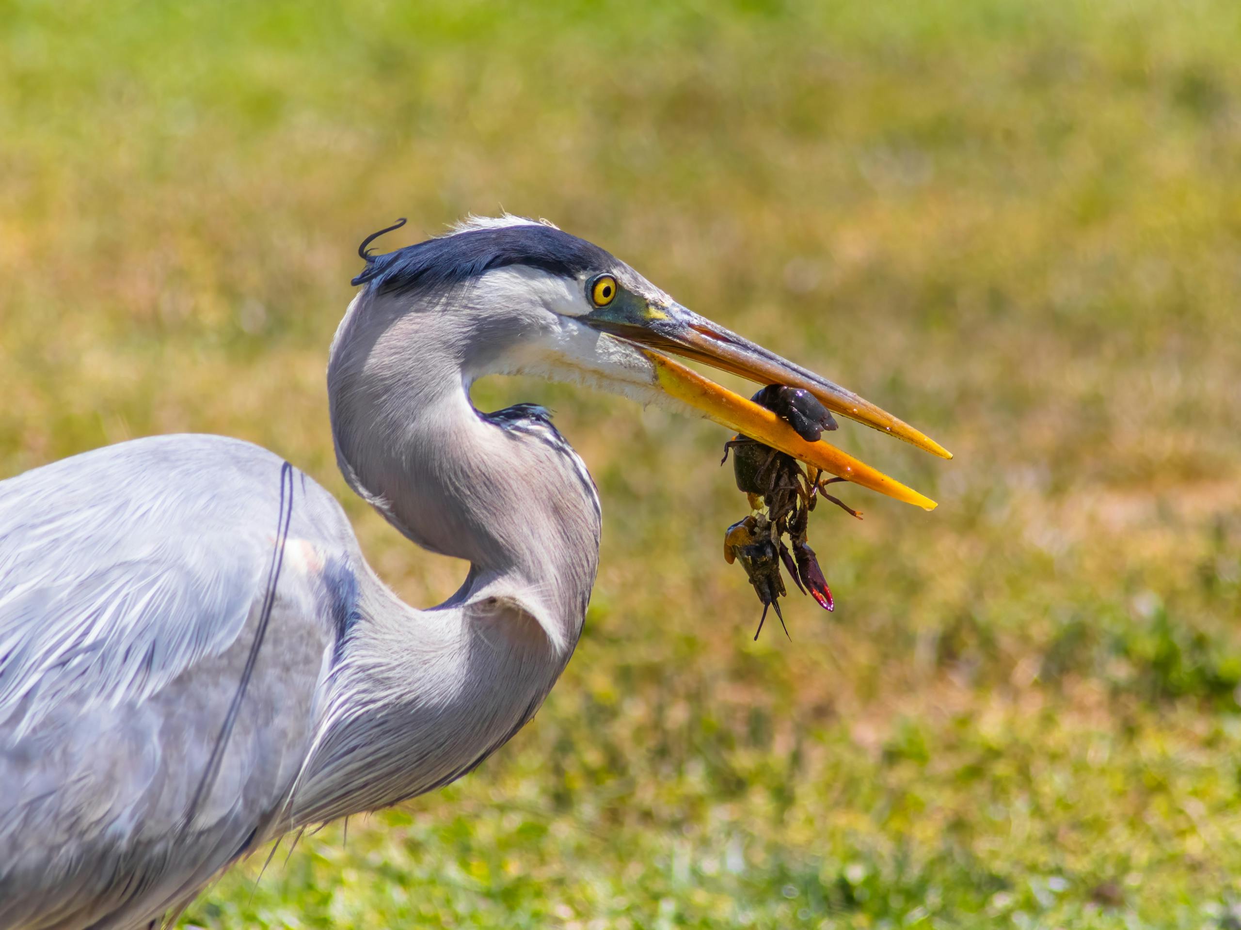 Heron holding a crayfish in its beak by calm waters, echoing the shadowless fisherman and the clicking of crayfish.